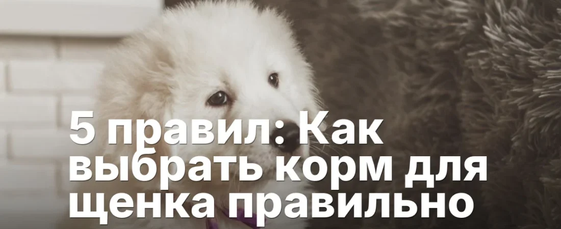 5 правил: Как выбрать корм для щенка правильно