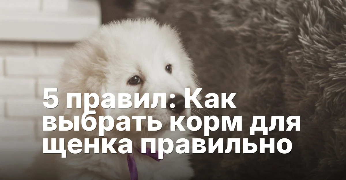 5 правил: Как выбрать корм для щенка правильно