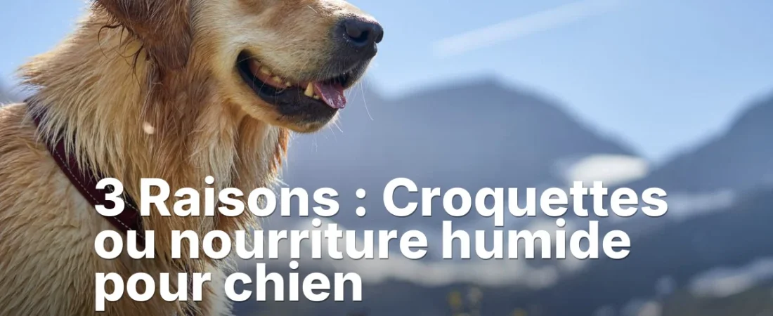 3 Raisons : Croquettes ou nourriture humide pour chien