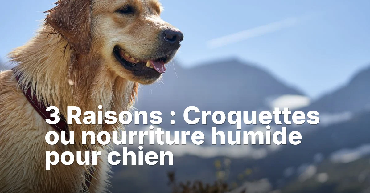 3 Raisons : Croquettes ou nourriture humide pour chien
