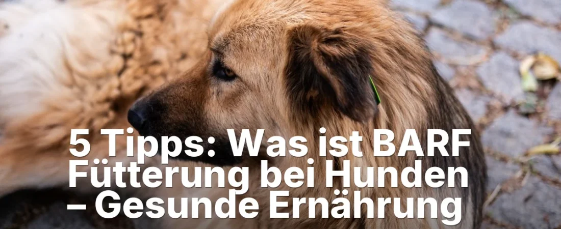 5 Tipps: Was ist BARF Fütterung bei Hunden – Gesunde Ernährung