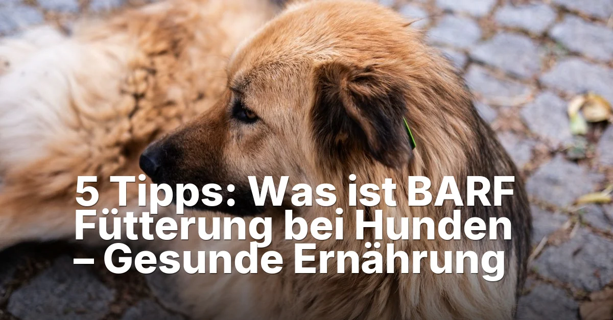 5 Tipps: Was ist BARF Fütterung bei Hunden – Gesunde Ernährung