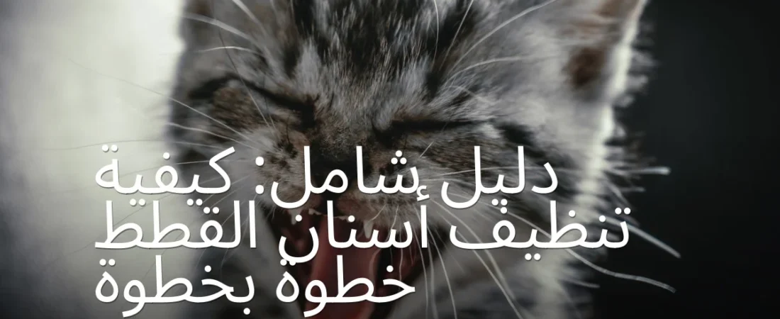 دليل شامل: كيفية تنظيف أسنان القطط خطوة بخطوة