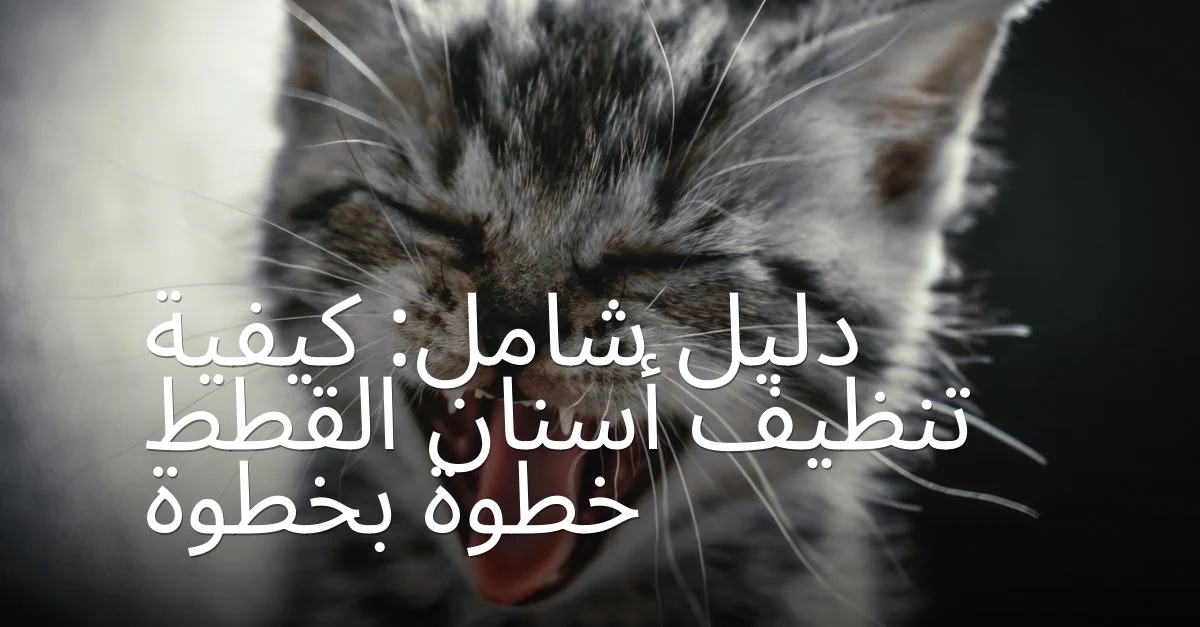 دليل شامل: كيفية تنظيف أسنان القطط خطوة بخطوة