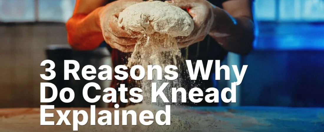 3 Reasons Why Do Cats Knead Explained