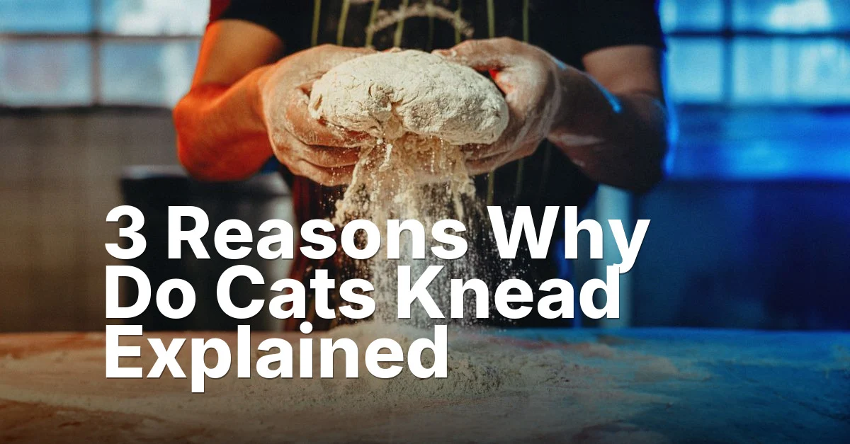 3 Reasons Why Do Cats Knead Explained